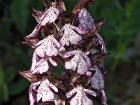 Orchis purpurea 32, Purperorchis, Saxifraga-Hans Dekker