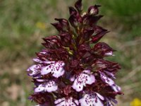 Orchis purpurea 33, Purperorchis, Saxifraga-Hans Dekker