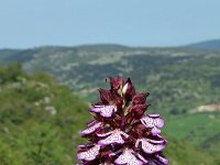 Orchis purpurea 51, Purperorchis, Saxifraga-Jeroen Willemsen