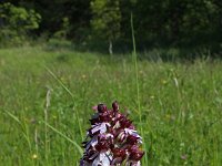 Orchis purpurea 52, Purperorchis, Saxifraga-Jeroen Willemsen