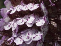 Orchis purpurea 6, Purperorchis, Saxifraga-Marijke Verhagen