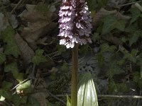 Orchis purpurea 9, Purperorchis, Saxifraga-Marijke Verhagen