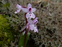 Orchis sezikiana 6, Saxifraga-Ed Stikvoort