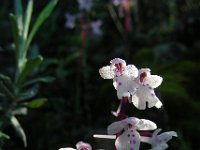 Orchis sezikiana 7, Saxifraga-Ed Stikvoort : s10 cyprus