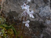 Orchis sezikiana 9, Saxifraga-Ed Stikvoort