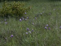 Orchis simia 13, Aapjesorchis, Saxifraga-Willem van Kruijsbergen