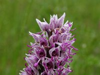 Orchis simia 14, Aapjesorchis, Saxifraga-Dirk Hilbers