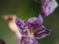 Orchis simia 15, Aapjesorchis, Saxifraga-Rutger Barendse