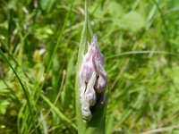 Orchis simia 16, Aapjesorchis, Saxifraga-Rutger Barendse