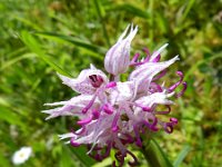 Orchis simia 18, Aapjesorchis, Saxifraga-Rutger Barendse