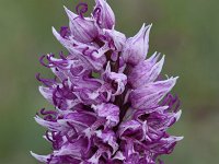 Orchis simia 19, Aapjesorchis, Saxifraga-Luuk Vermeer