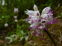 Orchis simia 20, Aapjesorchis, Saxifraga-Ed Stikvoort