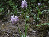 Orchis simia 21, Aapjesorchis, Saxifraga-Ed Stikvoort