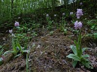Orchis simia 23, Aapjesorchis, Saxifraga-Ed Stikvoort