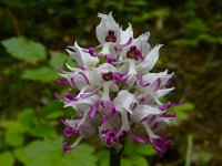 Orchis simia 24, Aapjesorchis, Saxifraga-Ed Stikvoort