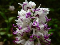Orchis simia 27, Aapjesorchis, Saxifraga-Ed Stikvoort