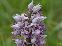 Orchis simia 31, Aapjesorchis, Saxifraga-Harry Jans