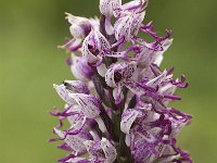 Orchis simia 7, Aapjesorchis, Saxifraga-Jan van der Straaten