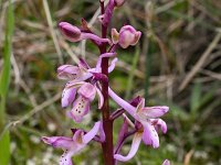 Orchis sitiaca 1, Saxifraga-Harry Jans