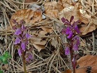 Orchis spitzelii 11, Saxifraga-Willem van Kruijsbergen