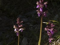 Orchis spitzelii 12, Saxifraga-Jan van der Straaten