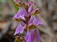 Orchis spitzelii 16, Saxifraga-Willem van Kruijsbergen