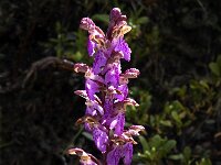 Orchis spitzelii 20, Saxifraga-Jan van der Straaten