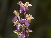 Orchis spitzelii 21, Saxifraga-Jan van der Straaten