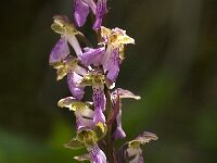 Orchis spitzelii 22, Saxifraga-Jan van der Straaten