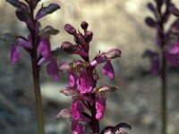 Orchis spitzelii 23, Saxifraga-Jan van der Straaten