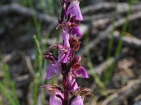 Orchis spitzelii 24, Saxifraga-Harry Jans