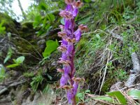 Orchis spitzelii 25, Saxifraga-Jelle van Dijk