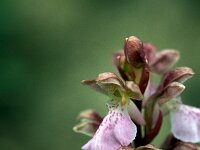 Orchis spitzelii 26, Saxifraga-Jan van der Straaten