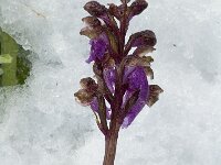 Orchis spitzelii 4, Saxifraga-Jan van der Straaten