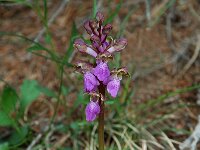 Orchis spitzelii 8, Saxifraga-Willem van Kruijsbergen