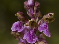Orchis spitzelii 9, Saxifraga-Jan van der Straaten