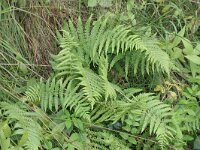 Oreopteris limbosperma 2, Stippelvaren, Saxifraga-Rutger Barendse