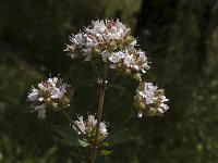 Origanum vulgare 1, Wilde marjolein, Saxifraga-Jan van der Straaten
