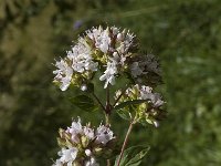 Origanum vulgare 5, Wilde marjolein, Saxifraga-Jan van der Straaten