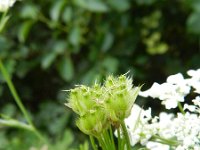 Orlaya grandiflora 14, Straalscherm, Saxifraga-Rutger Barendse