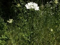 Orlaya grandiflora 16, Straalscherm, Saxifraga-Ed Stikvoort