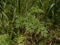 Orlaya grandiflora 18, Straalscherm, Saxifraga-Ed Stikvoort