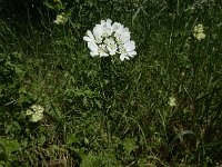 Orlaya grandiflora 19, Straalscherm, Saxifraga-Ed Stikvoort