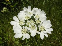 Orlaya grandiflora 20, Straalscherm, Saxifraga-Ed Stikvoort