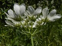 Orlaya grandiflora 22, Straalscherm, Saxifraga-Ed Stikvoort