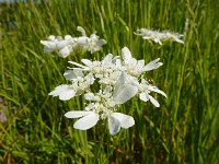 Orlaya grandiflora 25, Straalscherm, Saxifraga-Ed Stikvoort