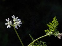 Orlaya grandiflora 7, Straalscherm, Saxifraga-Jan van der Straaten