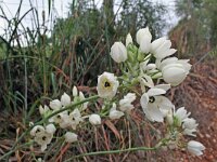 Ornithogalum arabicum 2, Saxifraga-Jeroen Willemsen