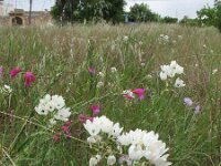 Ornithogalum arabicum 3, Saxifraga-Rutger Barendse