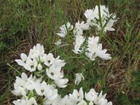 Ornithogalum arabicum 4, Saxifraga-Rutger Barendse